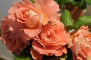 Rosas para el día de los enamorados