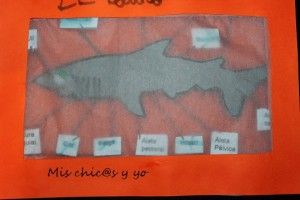 Proyecto primaria tiburones