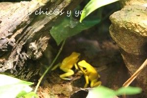 Exposición envenenados