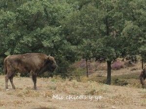 Bisonte europeo Salgüero Juarros