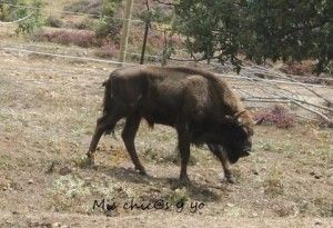Reintroducción bisonte europeo Atapuerca