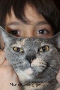 Gato europeo