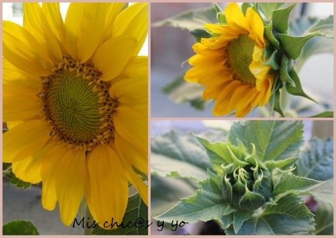girasol
