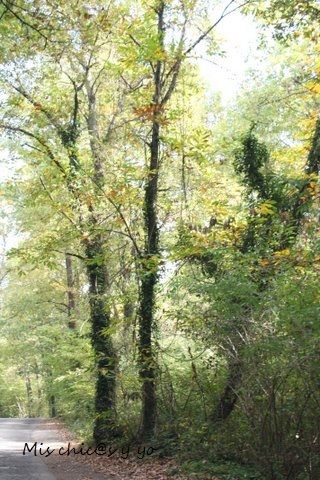 La Fageda d'en Jordà