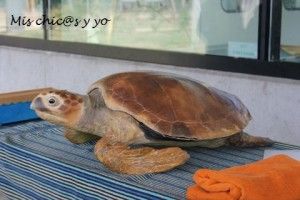 Tortuga boba