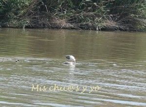 Gaviota pescando