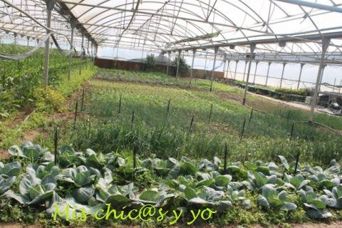 Agricultura ecológica