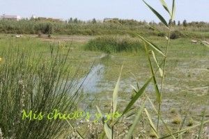 Humedales del Delta del Llobregat