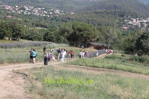 Lavanda, aromáticas Parc Olors