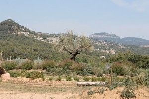 Festa Lavanda