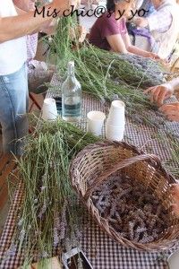 Hierbas aromáticas