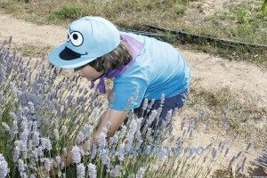 Recogida de lavanda