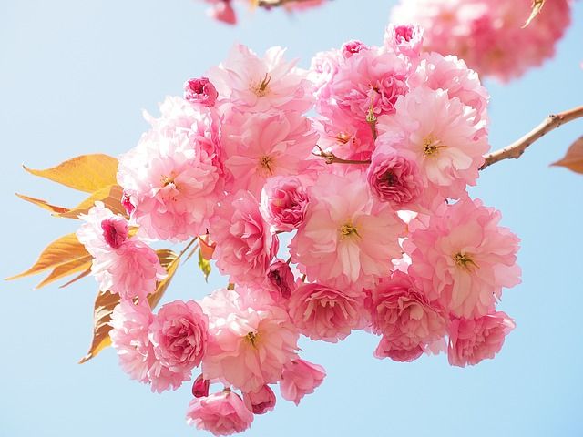 flor cerezo Japón