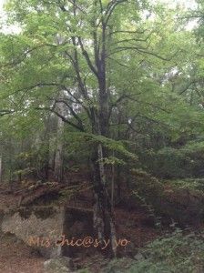 Bosc de Poblet