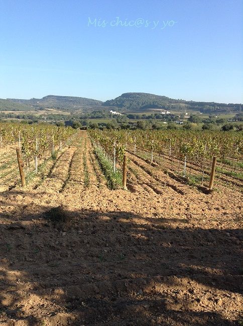 Viñas en Sant Sadurí d'Anoia