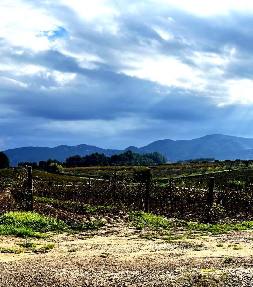 Viñedos eb sant sadurni d anoia