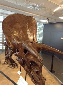 Paleontología con niños en Sabadell
