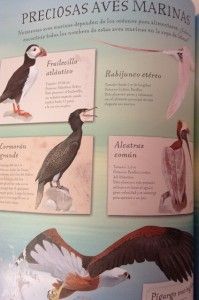 Aves marinas, Larouse niños