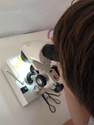 Taller familiar mariposas