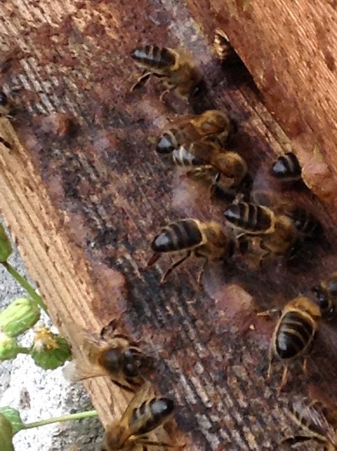 Panal de abejas