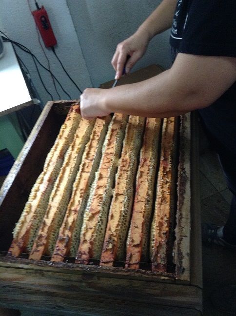 Apicultura, abejas