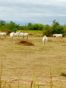 Caballos de la Camarga