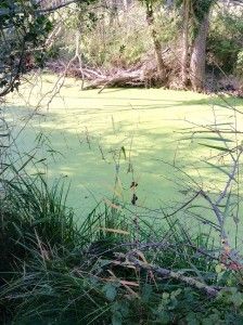 Aiguamolls de l'Empordà