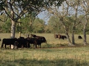 Ganado de l'Empordà