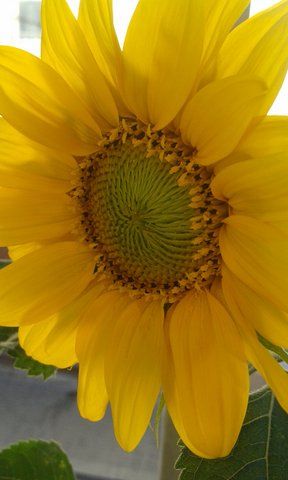 Girasol en maceta