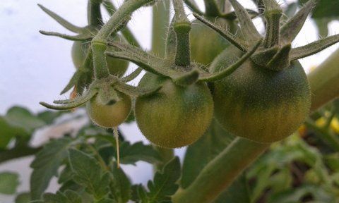 Tomates verdes en tomatera
