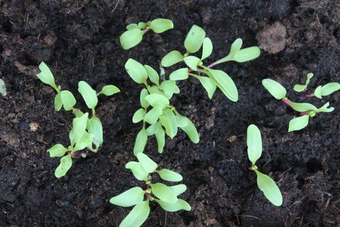 Semillas germinadas de tomate