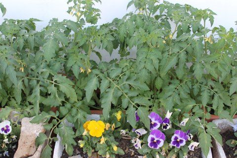 Tomates con flores en maceta