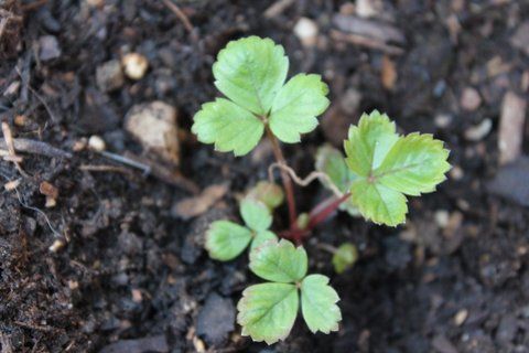 Plantón fresas