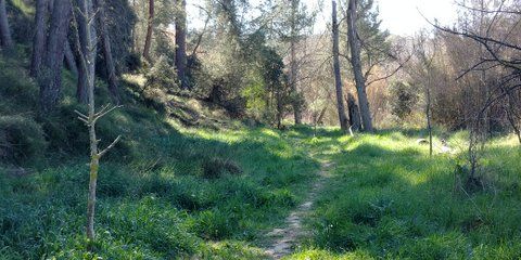 Pequeño bosque en la ruta Via Augusta