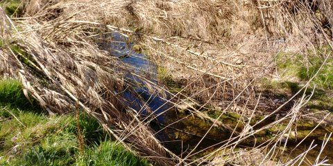 Cañizales en el camí del riu de Sant sadurní