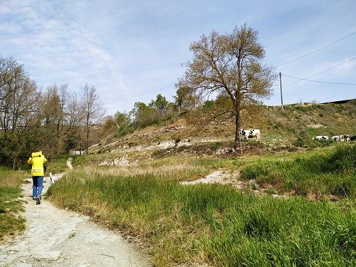 Vacas en el Bosc Encantat de Gurb