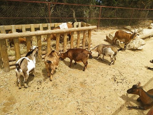 Cabritas, zona infantil del zoológico