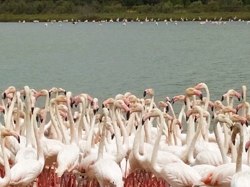 Colonia de flamencos en la Reserva Africana de Sigean