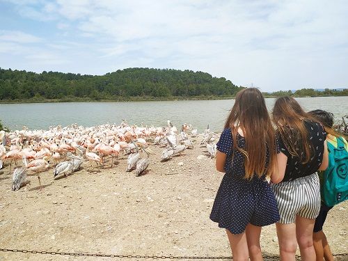 Flamencos vistos de cerca en la Reserva Africana de Sigean