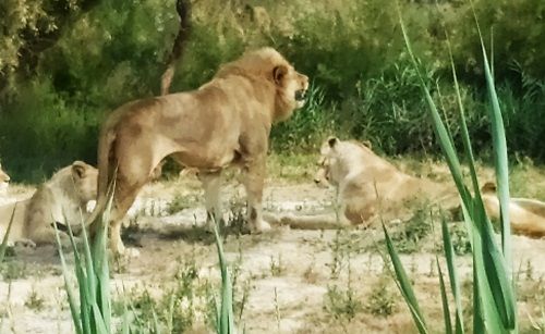 Parque de leones en la Reserva Africana de Sigean