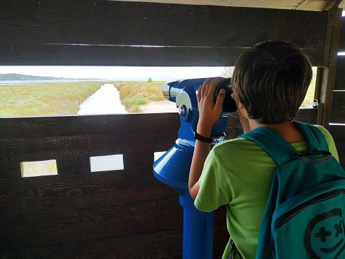 Niño observando aves