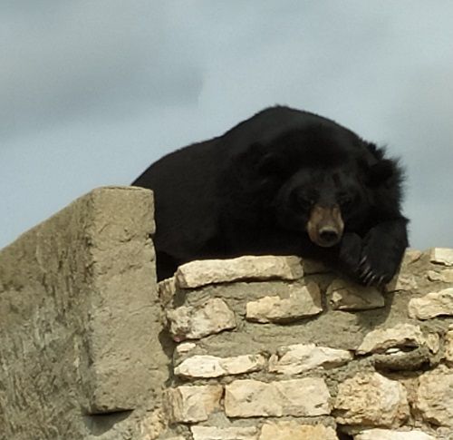 Oso del Tibet