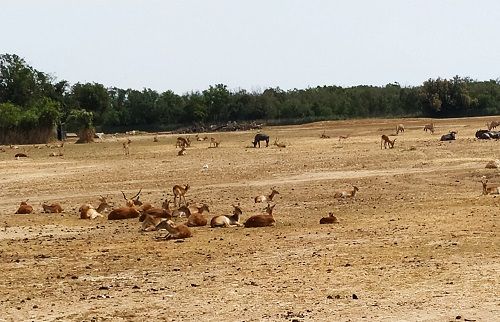 Llanura africana, Sigean