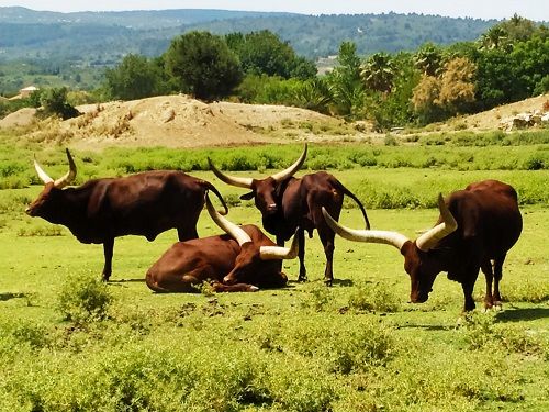 Toros Watusis, Sigean