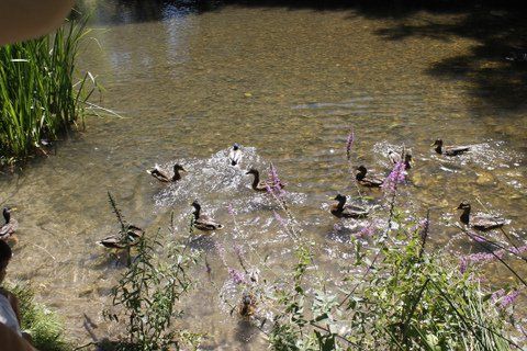 Patos, río Arlanzón, Burgos