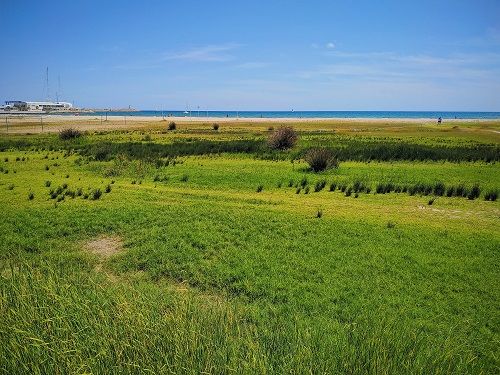 Plantas de playas