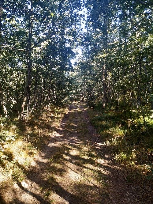 Robledal, Sierra de la Demanda