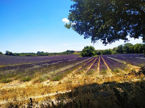 Campos de lavanda