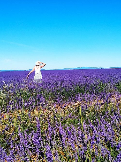 Campos de lavanda en Valensole