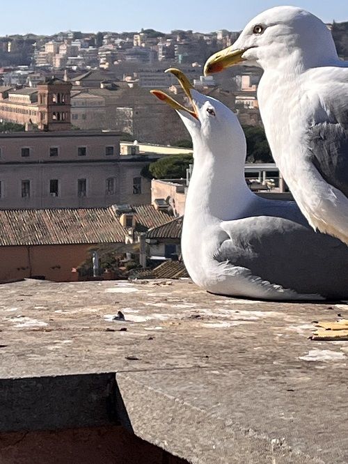 Monte palatino Roma Gaviotas